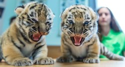 U zoološkom vrtu u Poljskoj okotili se rijetki mladunci sibirskog tigra