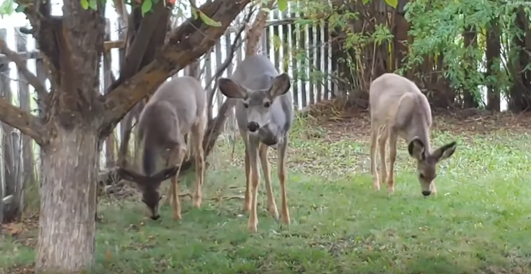 Snimili su prekrasan prizor u dvorištu, obitelj jelena uživala u stablu jabuke