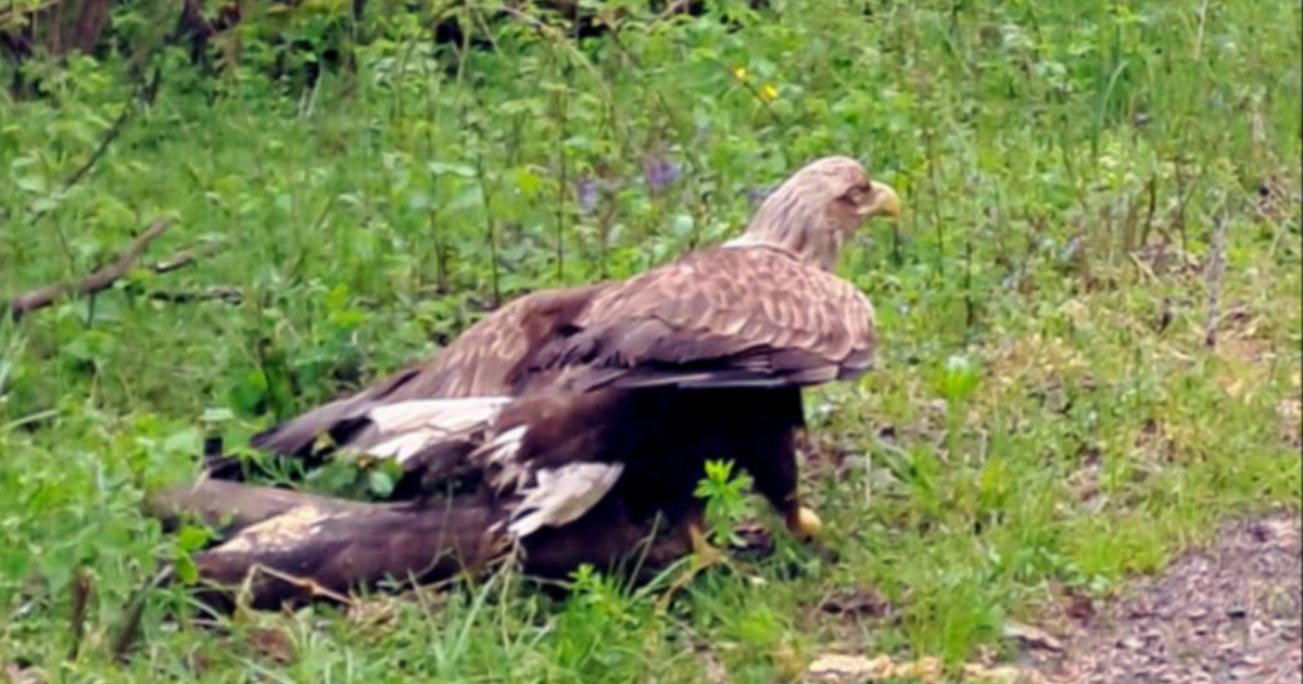 Čuvari prirode u Lonjskom polju spasili ozlijeđenog orla štekavca