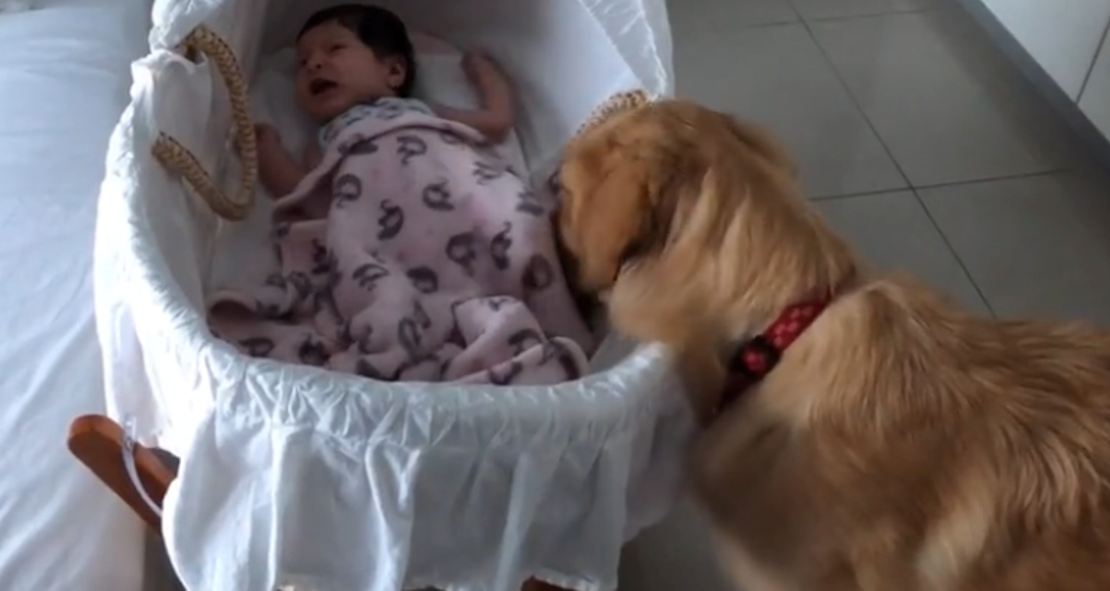 Prekrasni zlatni retriver u trenutku umirio uplakanu bebu