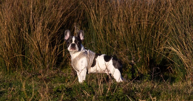 Popis najzločestijih pasa iznenadio mnoge, evo tko je na vrhu