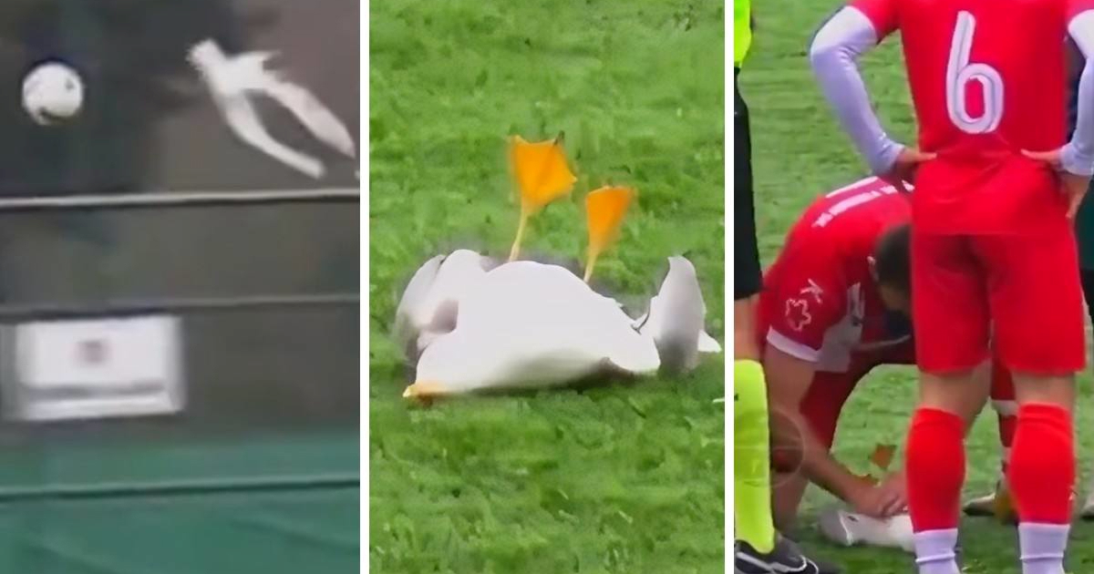 VIDEO Golman u Turskoj loptom napucao galeba. Kapetan momčadi ga uspješno oživio