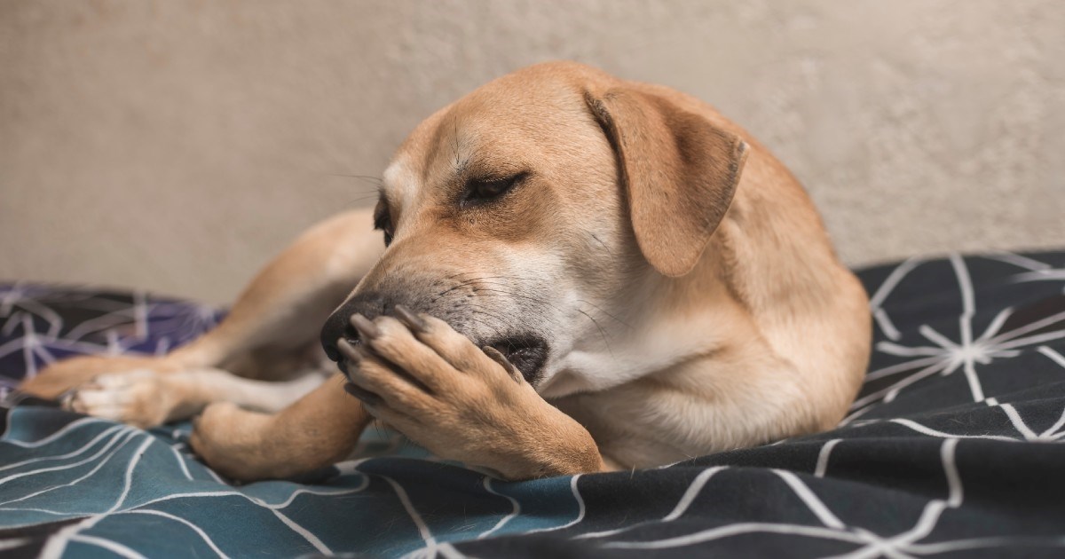 Vaš pas stalno liže šape? Otkrivamo koji su mogući uzroci i na što treba pripaziti