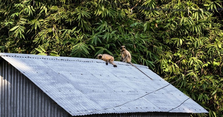 Uhvaćeni majmuni odgovorni za smrt stotina štenaca u Indiji