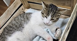 Udruga iz Makarske: Ova maca je uginula zbog pirotehnike. Obilno je krvarila