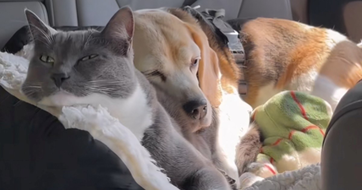 Vlasnici snimili dirljiv prizor između ljubimaca tijekom vožnje, uljepšat će vam dan