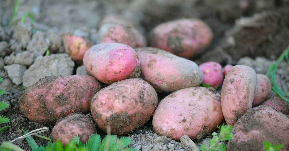 Pet mogućih nuspojava od svakodnevne konzumacije krumpira