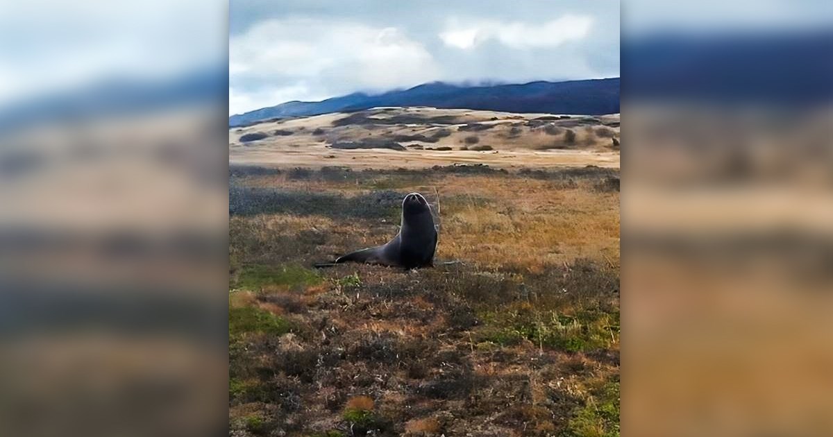 VIDEO Morski lav snimljen kilometrima od mora u Čileu: "Ovo se nikad nije dogodilo"