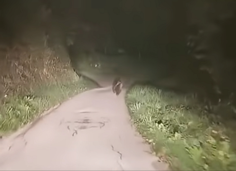 VIDEO Medvjed snimljen kod Gračišća. Mještani: Nije nam ugodno