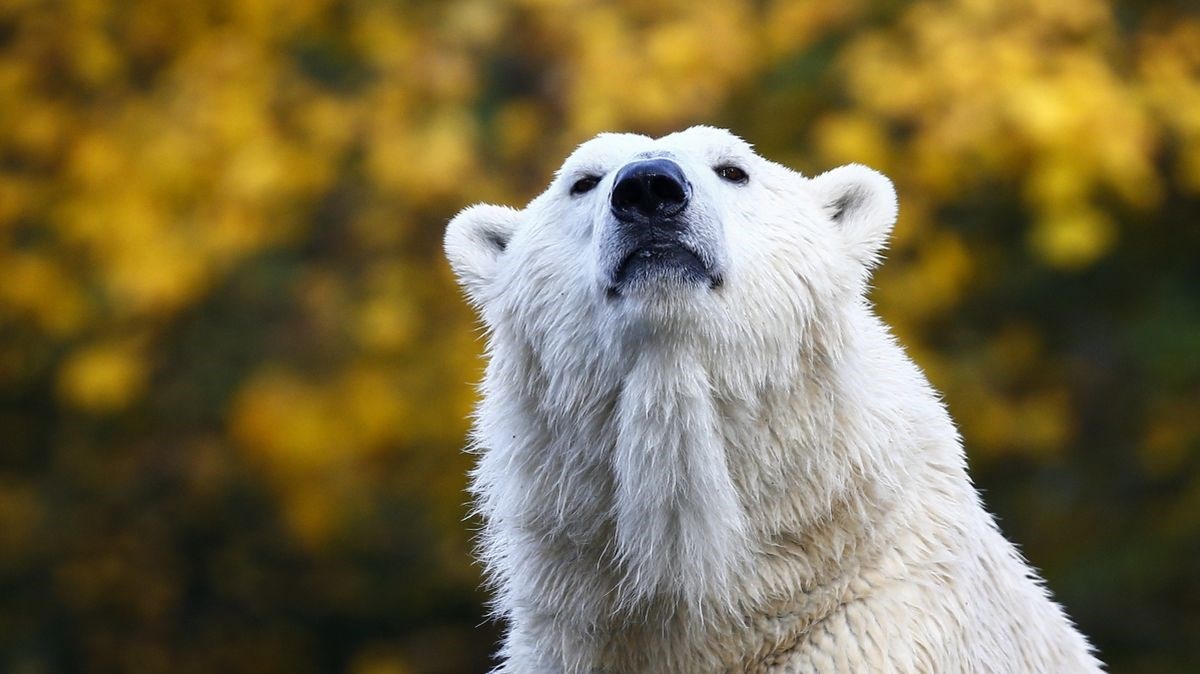 Muškarac u Kanadi skočio na polarnog medvjeda kako bi zaštitio suprugu