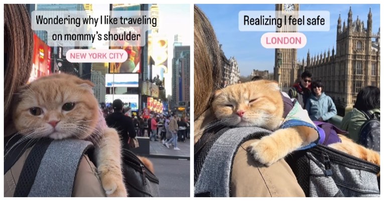 Video mačke koja svijetom putuje na ramenu vlasnice osvojio je Instagram