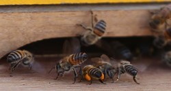 Pčele u Zagrebu zuje "protuzakonito"