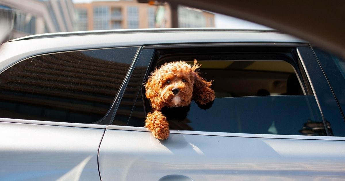 Kako pripremiti psa za duga putovanja automobilom?