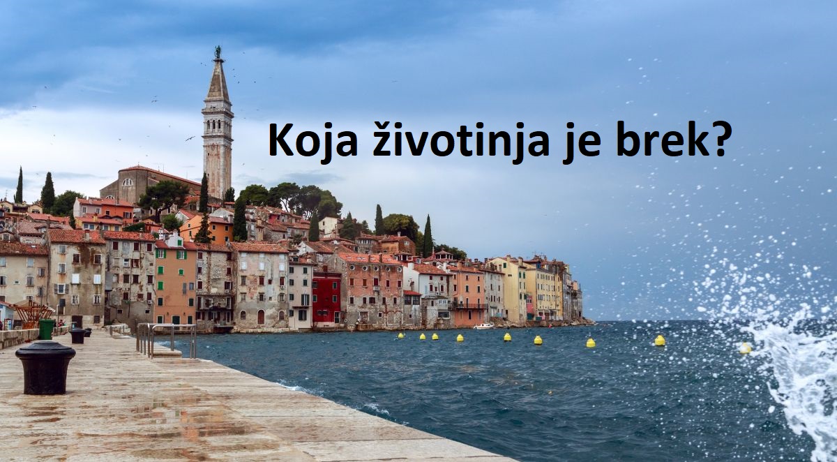 Ako niste iz Istre, ovaj kviz bi vas mogao namučiti. Znate li što znače ove riječi?