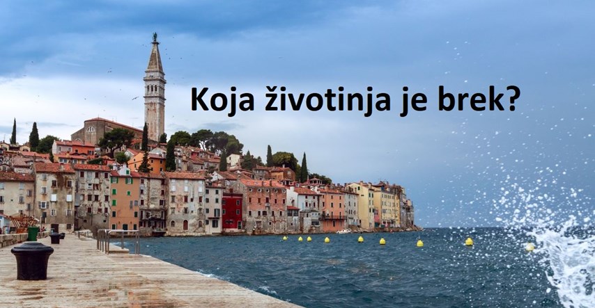 Ako niste iz Istre, ovaj kviz bi vas mogao namučiti. Znate li što znače ove riječi?