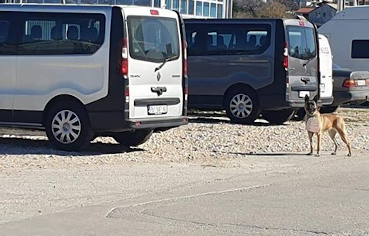 Kujica belgijskog ovčara ostavljena u Splitu s tužnom porukom oko vrata