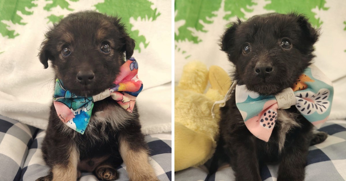 Ovi mališani spašeni su iz kanala: Pomozimo Gimliju i Eowyn da pronađu topli dom