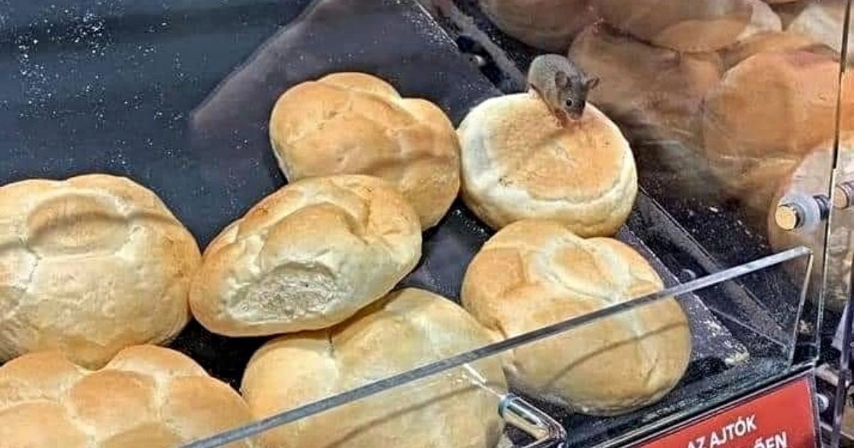 Mi&#x161; se sakrio me&#x111;u peciva u trgovini u Ma&#x111;arskoj, ljudi se smiju: Zaposlenik mjeseca