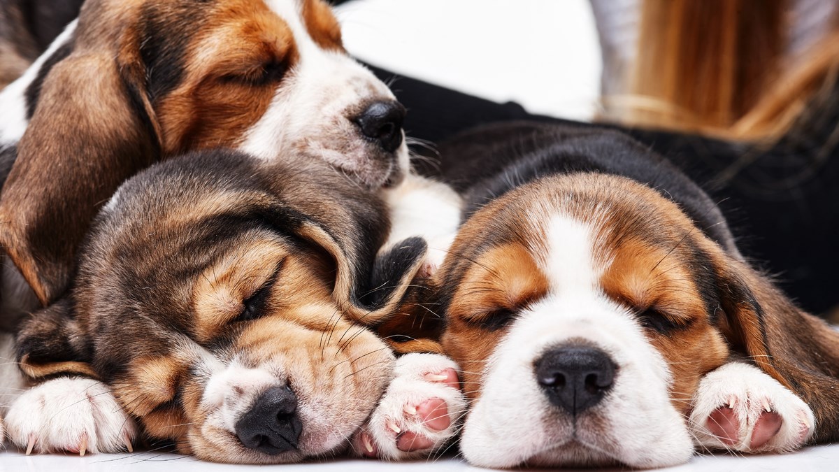 VIDEO Ovakve poze za spavanje sigurno još niste vidjeli