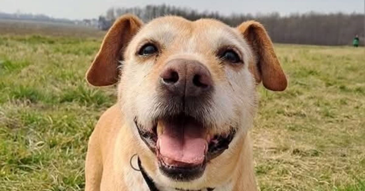 Runi je vraćen u sklonište u zlatnim godinama, sada traži novu obitelj