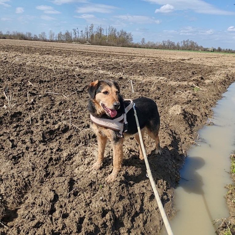 Pas s karakterom i iskustvom: Babaluji traži novi dom