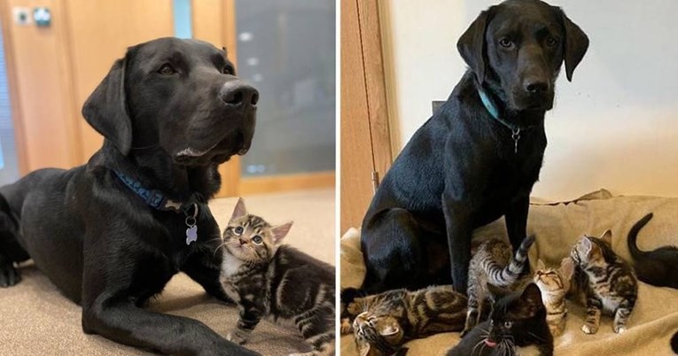 Labrador prihvatio mačiće koji su ostali bez majke i odgojio ih kao da im je on otac