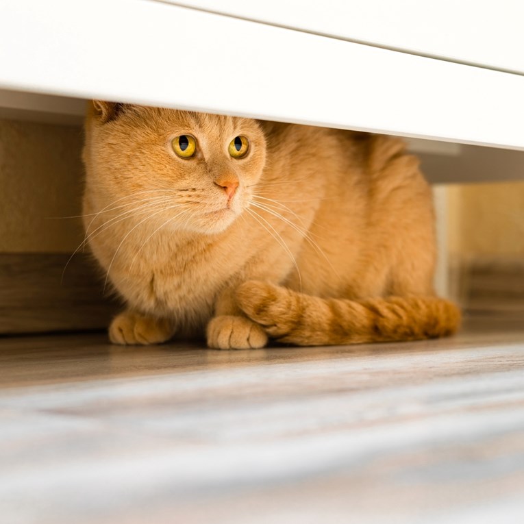 Kako pomoći plašljivoj mački