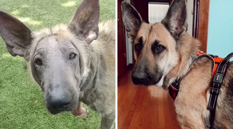 Nevjerojatne transformacije: Pogledajte promjene na psima nakon udomljavanja