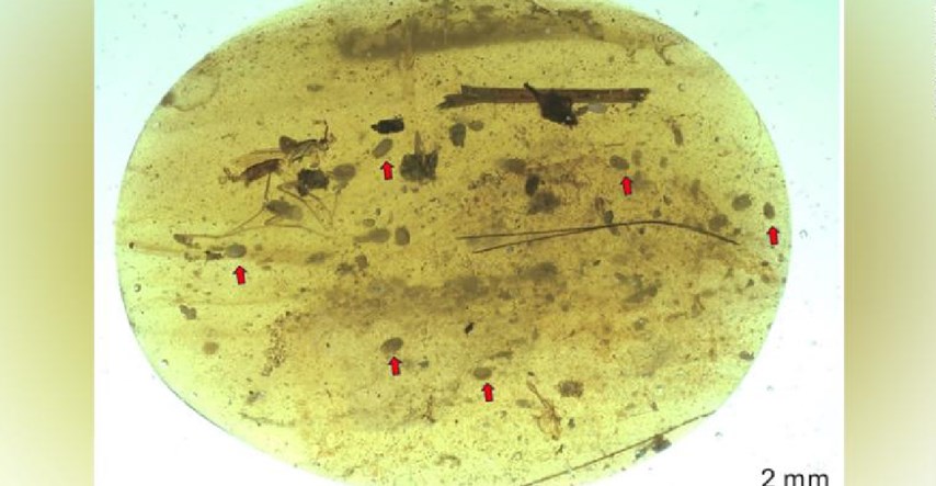 Znanstvenici pronašli najstariji uzorak životinjske sperme