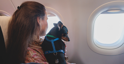 Psi će u ovoj zrakoplovnoj tvrtki putovati prvom klasom sa svojim vlasnicima