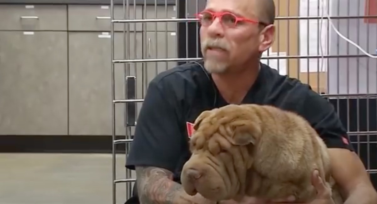 Shar Pei je mršavio, vlasnici ga doveli veterinaru pa se šokirali njegovim rentgenom