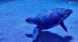 Centar za oporavak morskih kornjača u Puli: Kolumbo se oporavlja, uspio je zaroniti