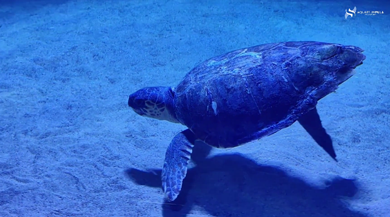 Lijepe vijesti iz Pule: Morska kornjača Kolumbo se oporavlja, uspio je zaroniti