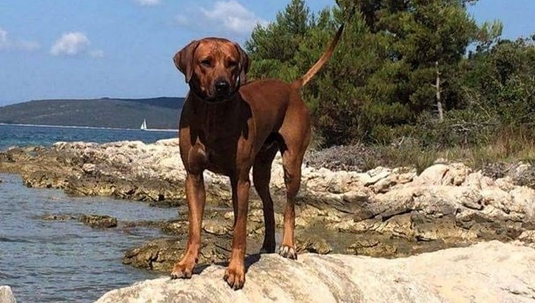 Koda je prije 4 godine nestao iz hotela za pse u Dugom Selu, vlasnica moli za pomoć