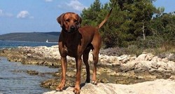 Koda je prije 4 godine nestao iz hotela za pse u Dugom Selu, vlasnica moli za pomoć