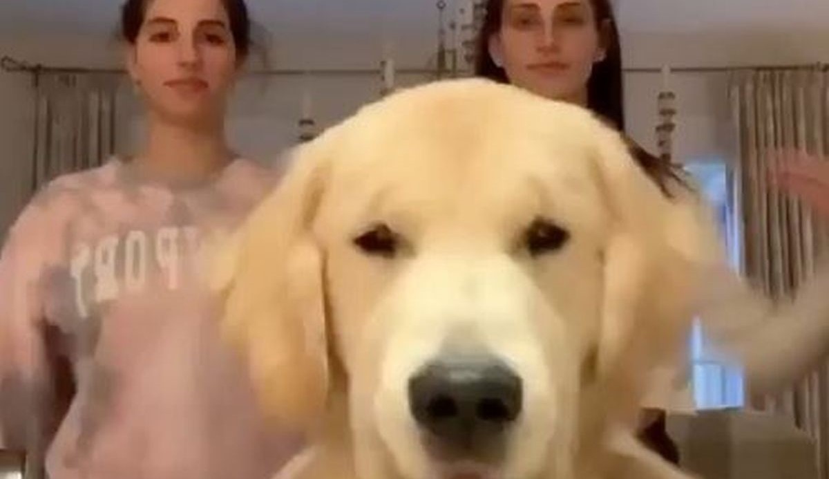 Snimale su se kako plešu za TikTok, a onda im je u kadar upao pas i postao hit