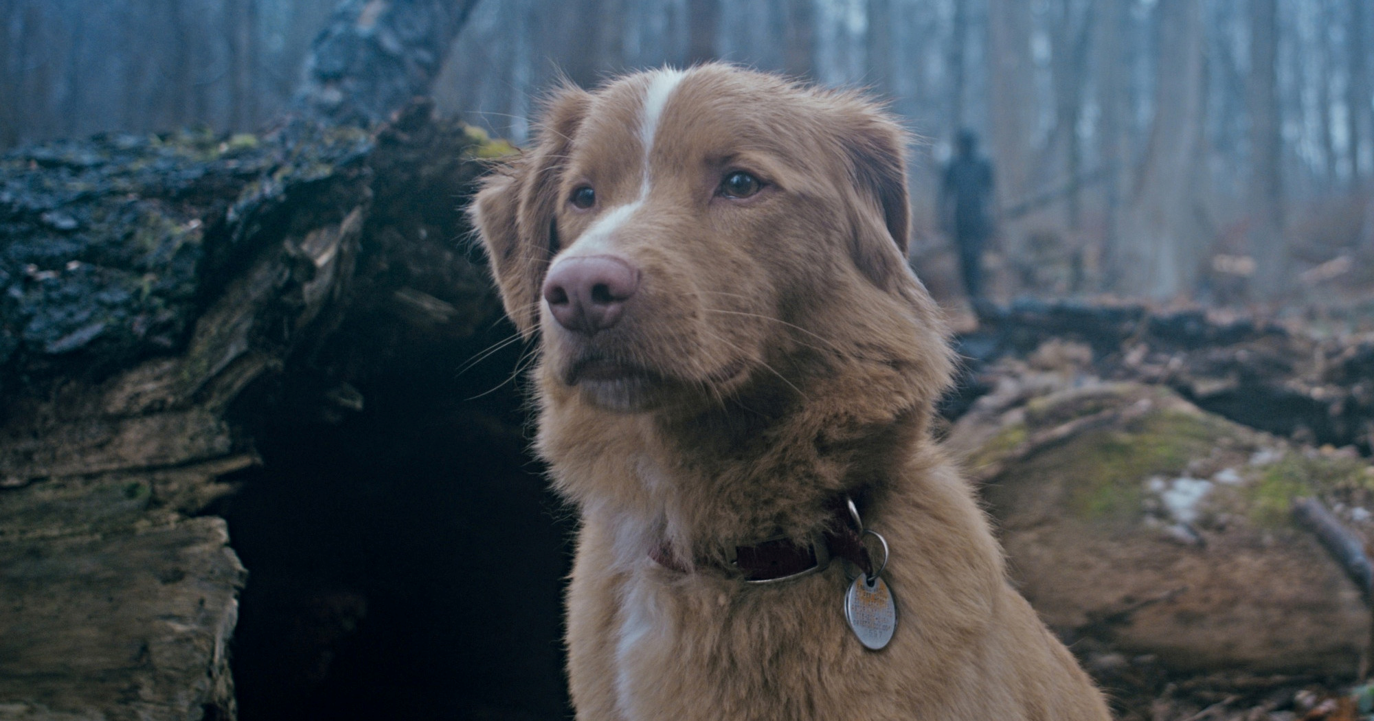 Pas Indy pobijedio Ethana Hawkea i osvojio prestižnu glumačku nagradu