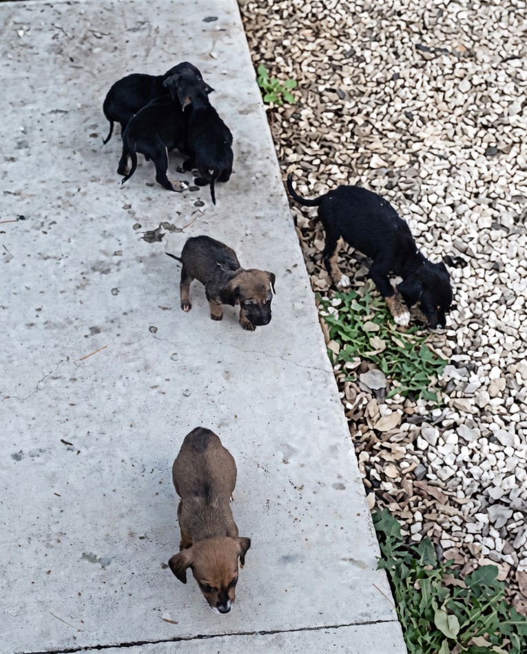U šumarku kod Pule pronašli deset napuštenih štenaca. Jedno nije preživjelo