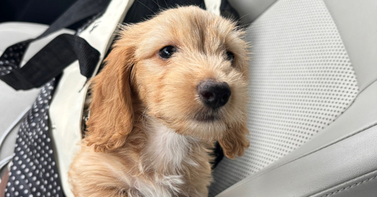 Jazavčar postao hit zbog taktike koju koristi kada se umori od šetnje