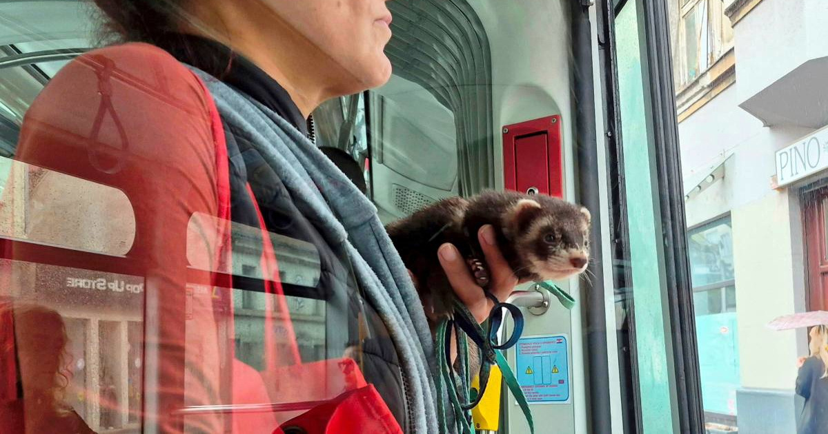 FOTO U zagrebačkom tramvaju snimljen putnik kakav se ne viđa često