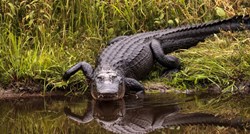 Žena u SAD-u vrtlarila i pala u jezero, ubio je aligator