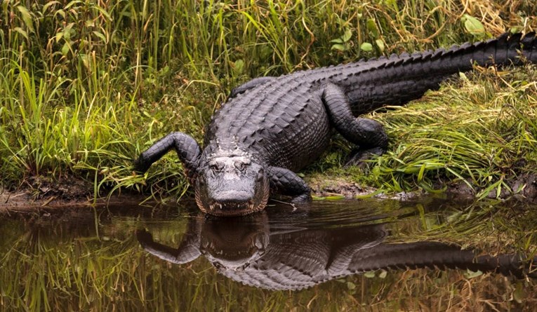Žena u SAD-u radila u vrtu i slučajno pala u jezero, ubio je aligator