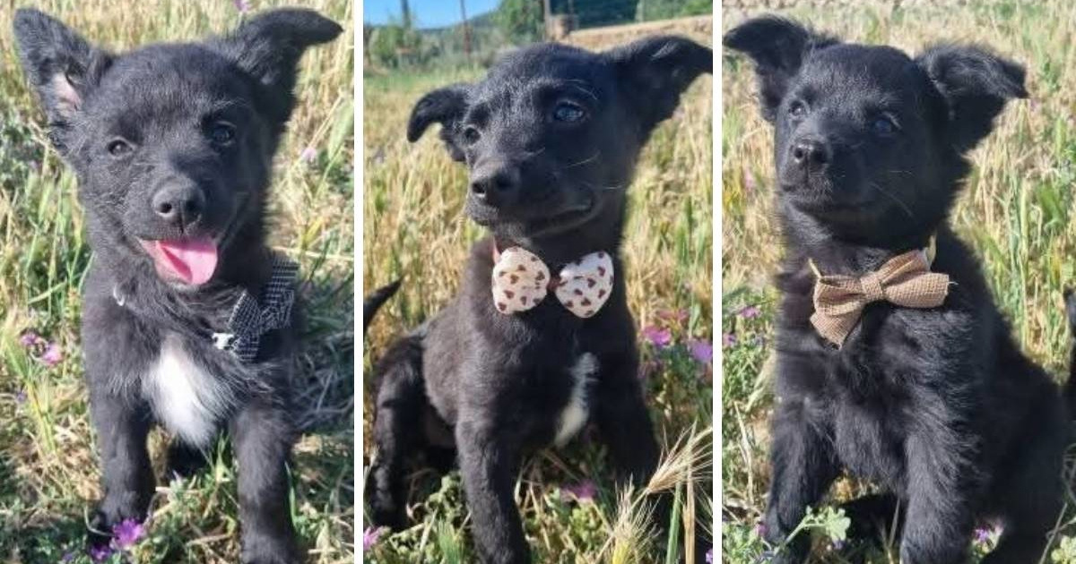 Pet malih psića pronađeno je u kutiji u Dalmatinskoj zagori, sada traže dom