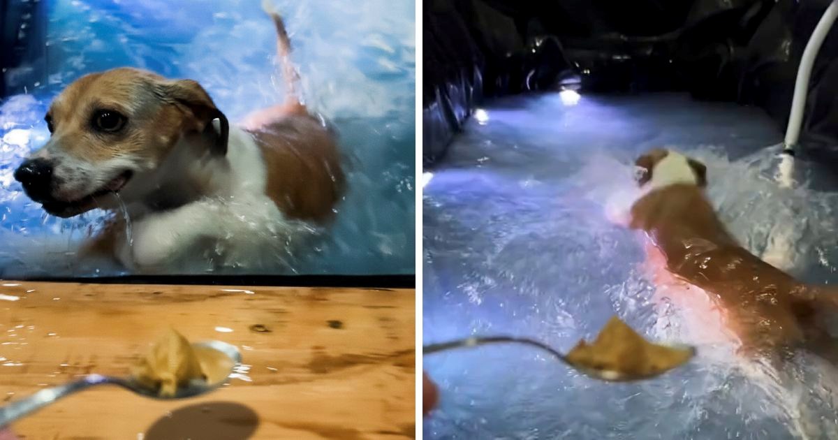 Psić koji je zaluđen plivanjem toliko voli biti u vodi da ignorira i poslasticu