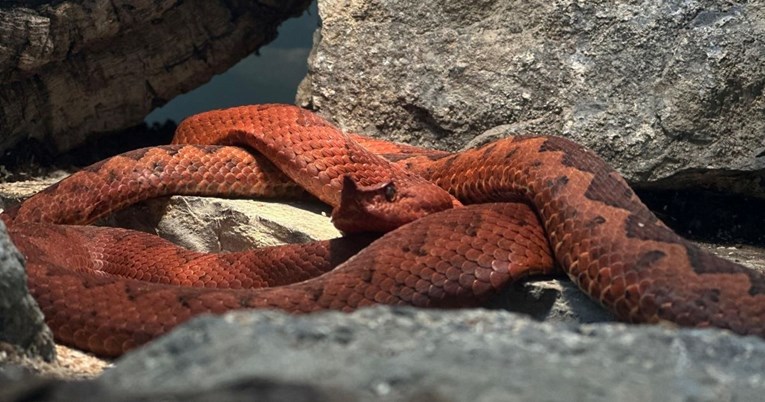 ZOO Zagreb otkriva kako se ponašati ako u prirodi naiđemo na zmiju
