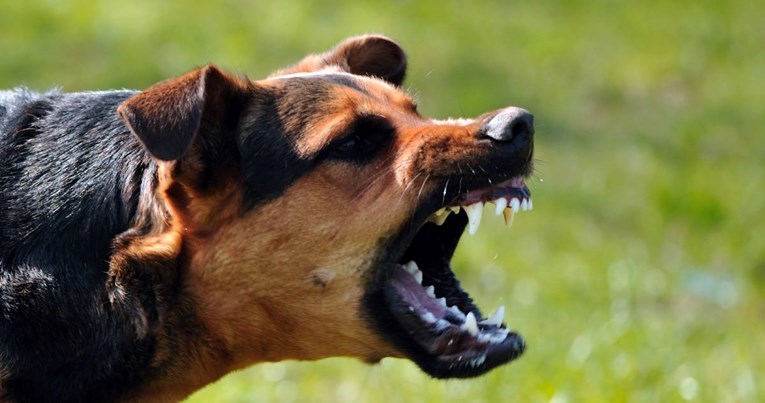 Kod Varaždina napadi pasa na ljude i životinje. Policija objavila kakve su kazne
