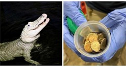 Veterinari iz želudca aligatora izvadili 70 kovanica