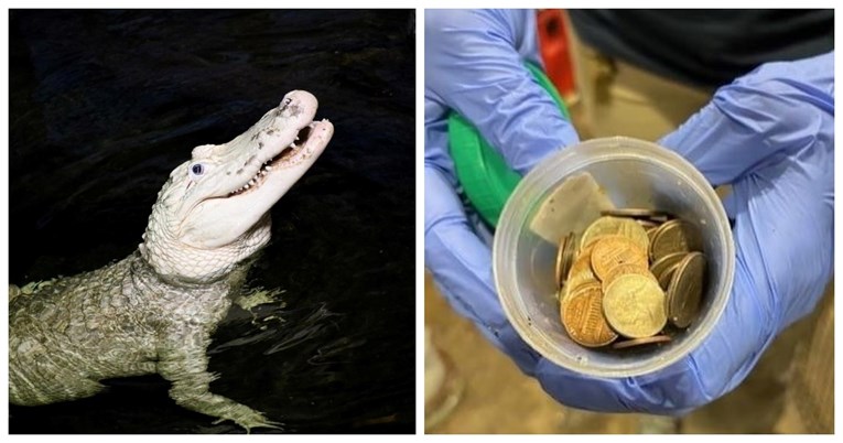 Veterinari izvadili 70 kovanica u vrijednosti od oko 7 dolara iz želudca aligatora