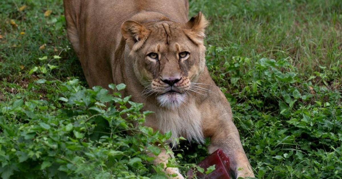 Lavice iz zagrebačkog ZOO-a danas slave rođendan. Pogledajte fotke