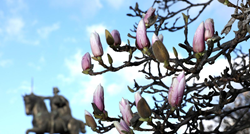 Šulja nam se proljeće: U Zagrebu su već procvjetale predivne magnolije